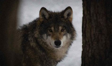 Introducir Imagen Fotos De Vampiros Y Hombres Lobos Reales