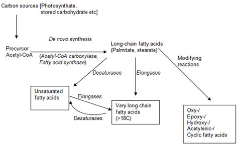 Fatty Acid Synthesis Pathway Diagram