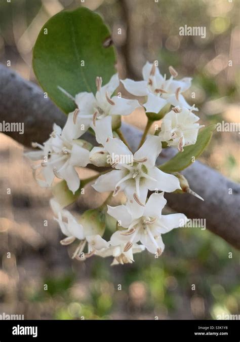 White flowers and leaf of the River Mangrove (Aegiceras corniculatum ...