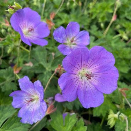 Geranium Azure Rush Plantes vivaces Le châtel des vivaces