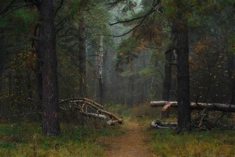 Утренний лес | Landscape, Nature, Forest