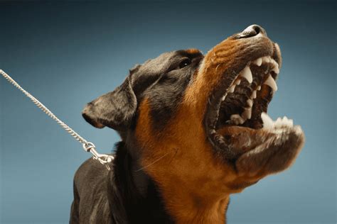 Checklist: What To Do When Rottweilers Attack - The German Shepherder