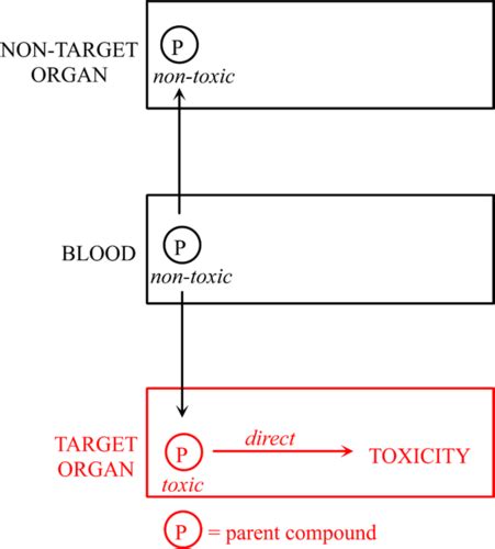 Target Organ Toxicity Flashcards Quizlet