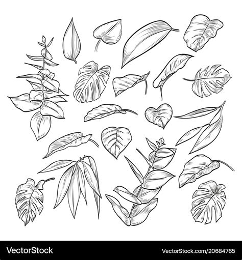 Hand Drawn Elegant Leaves Royalty Free Vector Image