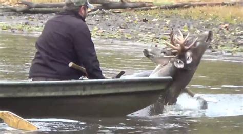 Video Hunters Use Ax To Save Antler Locked Drowning Deer Outdoorhub