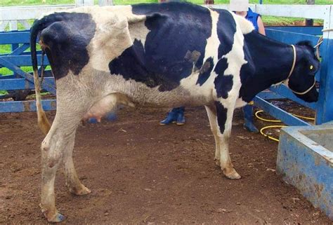 Cetose Bovina E Como Ela Afeta A Produ O Das Vacas De Leite Blog A