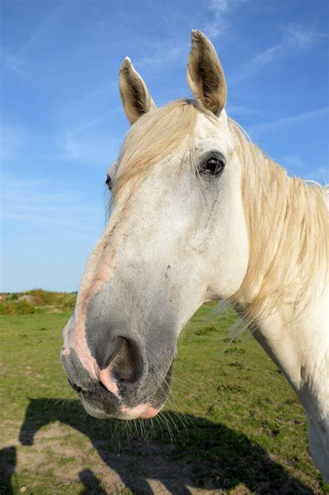 Horse Head Free Stock Photo Public Domain Pictures