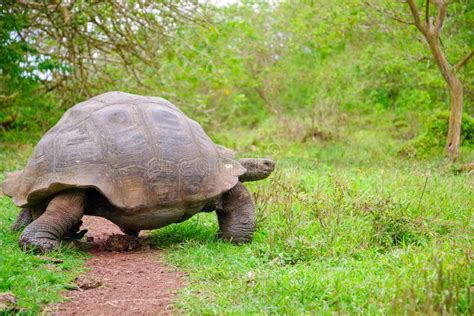 Una Tortuga De Las Islas Galápagos Del Gigante Islas De Las Islas