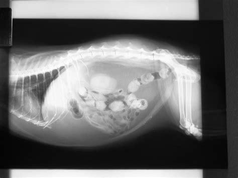 Free Fat Cat Xray 2 Stock Photo