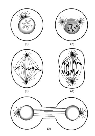 Mitotic Cell Divisiona Interphase B Prophase C Metaphase D