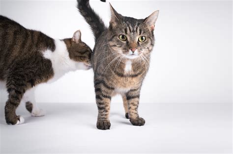 My Cat Is Farting A Lot Should I Worry Cooper Pet Care