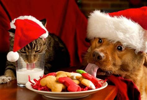 Los Alimentos Que No Debes Compartirle A Tu Perro En Estas Fiestas