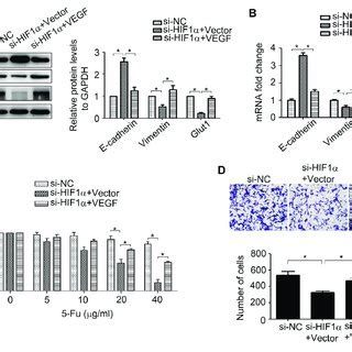 HIF1α regulates VEGF expression in CRC cells A the mRNA expression