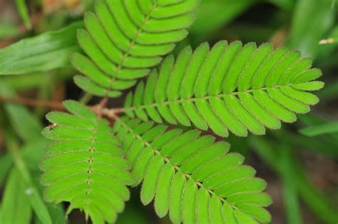 makahiya scientific  mimosa pudica ely trinidad flickr