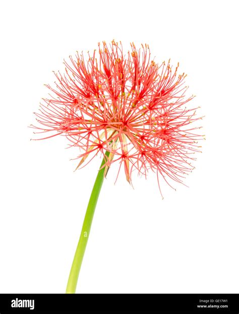 Powder Puff Lily Or Blood Flower Isolated On White Background Stock