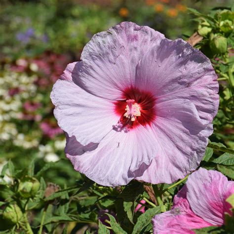 Summerific® Lilac Crush Hibiscus Weston Nurseries