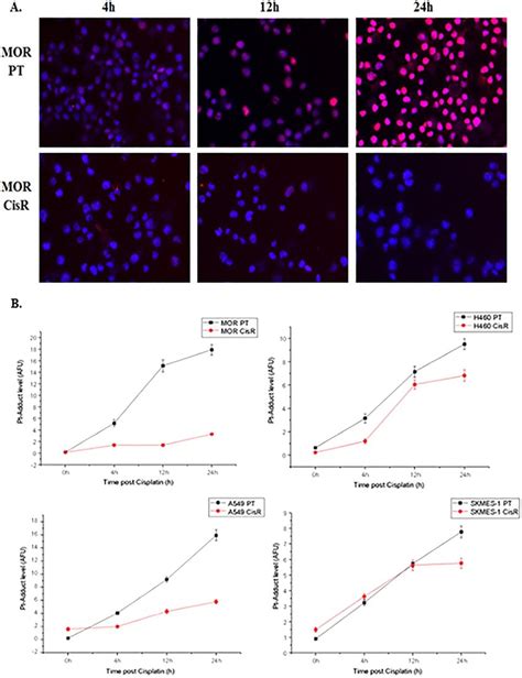 Cisplatin DNA Adduct Formation And Immunofluorescence Lung Cancer Cell