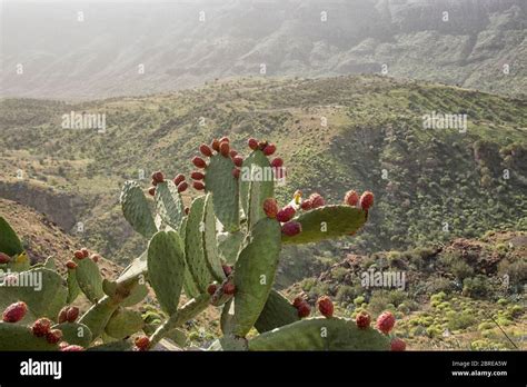 Chumbera Nopal Cactus Plant With Red Flowers Stock Photo Alamy