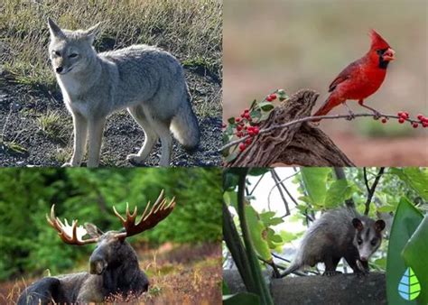 Quels Animaux Vivent Dans La ForÊt TempÉrÉe Liste Et Photos