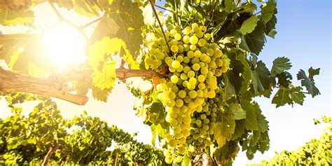 A Beginner’s Guide to Chenin Blanc - WineCoolerDirect.com