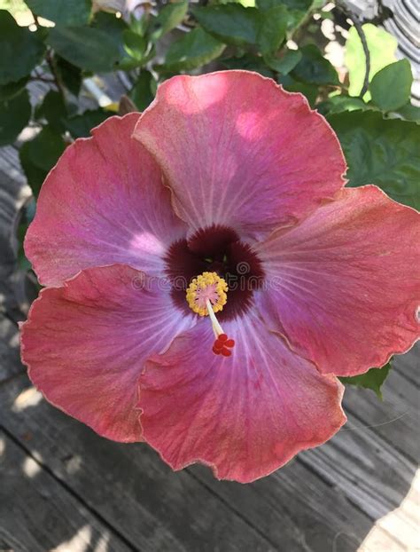 Peach Colored Hibiscus Flower Stock Image Image Of Hibiscus Colored