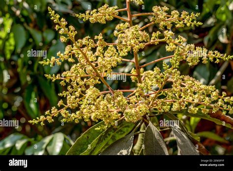 flowering plants  mango tree  amy palmer blog