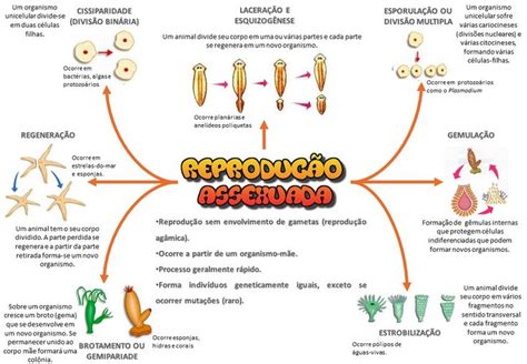 ReproduÃ§Ã£o Humana Mapa Conceitual Ancesa