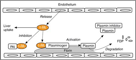 tissue plasminogen activator (tPA) | fibrinolytic and coagulative ...