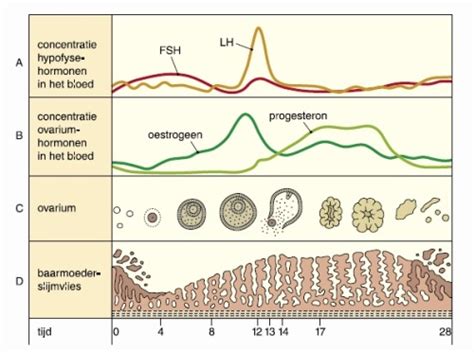 Info Over Ovulatie En Werking Ovulatietest Testjezelfnu