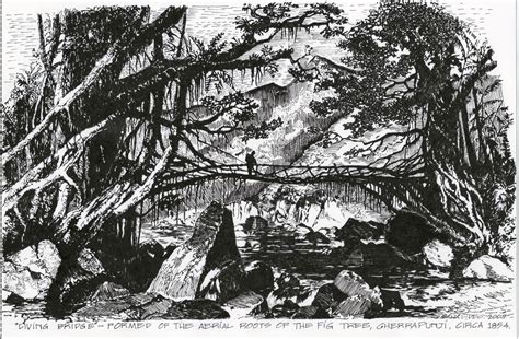 Baobab: Living Bridge Sketch, Cherrapunji 1854