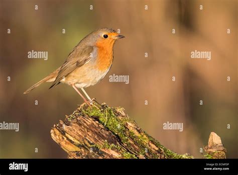 Rotkehlchen Am Kofferraum Fotos Und Bildmaterial In Hoher Aufl Sung