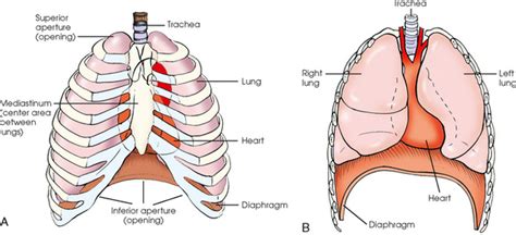 Thoracic Cavity Definition Anatomy Anatomical Charts And Posters