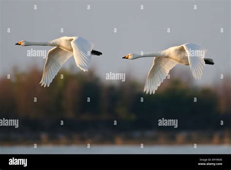 Singschwan Cygnus Cygnus Rastvogel Schwan Singschwan Tier Voegel