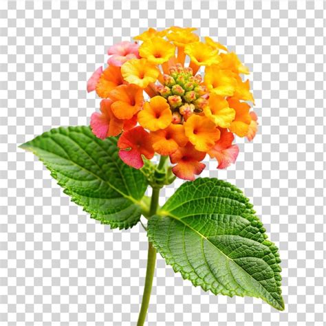 Premium Psd Lantana Camara Flower Isolated On Transparent Background