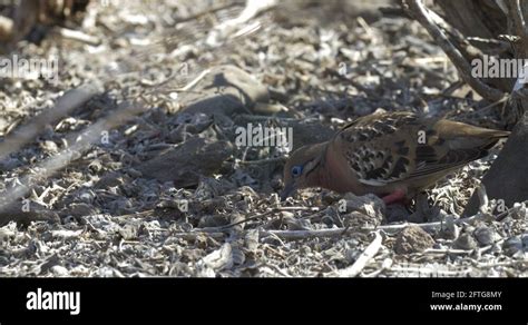 Galapagos Dove Zenaida Galapagoensis Stock Videos Footage Hd And K