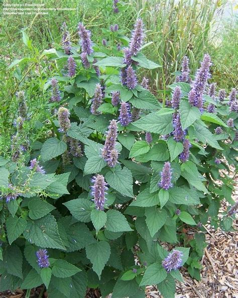 Plantfiles Pictures Agastache Species Anise Hyssop Giant Hyssop