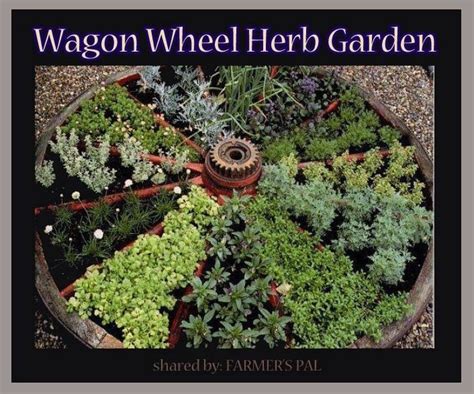 Wagon Wheel Herb Garden Gardening Pinterest