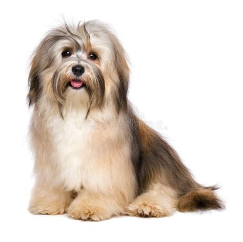 A Beautiful Sitting White Spotted Havanese Puppy Dog Stock Image