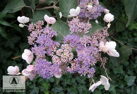 Hydrangea aspera Hot Chocolate Hortensja kosmata Hot Chocolate Szkółki Kurowscy