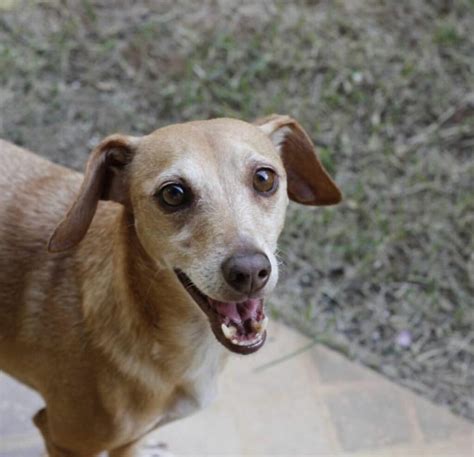 Dia Mundial do Cachorro data reforça a importância da saúde e bem