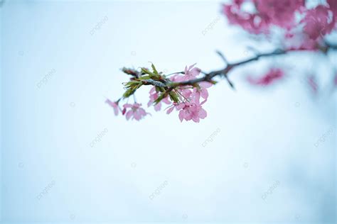 Romantic Photography Illustration Cherry Blossom Spring Background