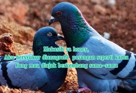 15 Gambar Kata Kata Lebih Romantis Dari Aku Cinta Kamu