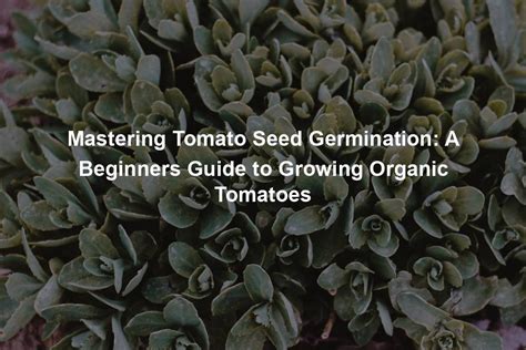 Mastering Tomato Seed Germination Organic Seed Finder