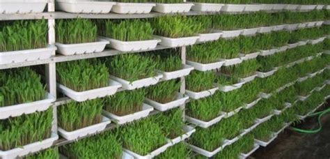 hydroponics fodder. Ref: 21152