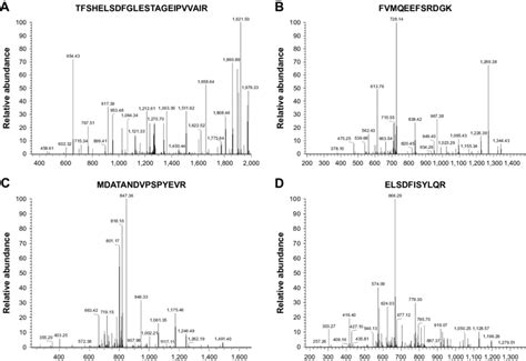 Mass Spectrometry Results Of Protein Disulfide Isomerase A3 Precursor