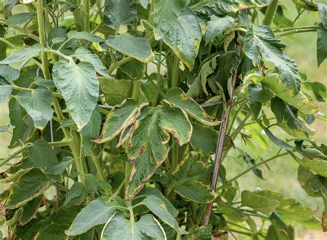 How To Fix Wilting Tomato Plants Harvst