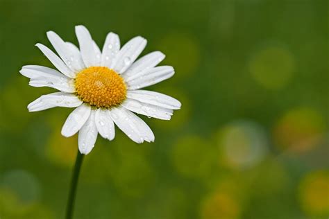 Más de 600 000 imágenes gratis de Fondos De Pantalla De Flores 4K y