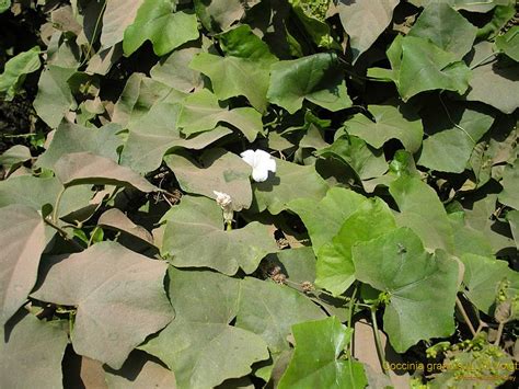 medicinal plants coccinia grandis ivy gourd donda kaya kovai kai