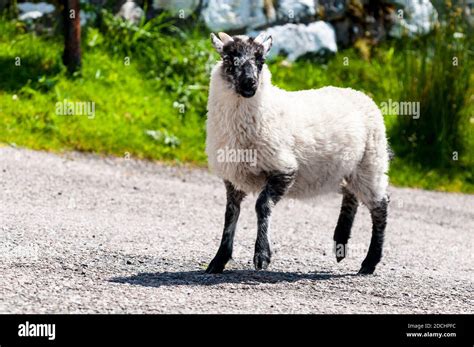 Boreray sheep hi-res stock photography and images - Alamy