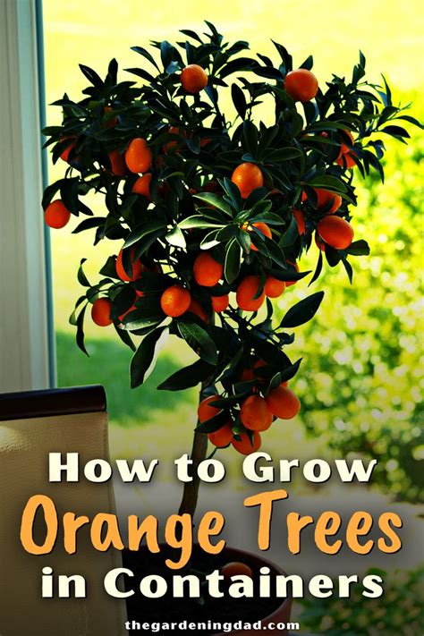 How To Grow Orange Trees In Pots Easy Tips Potted Trees Fruit